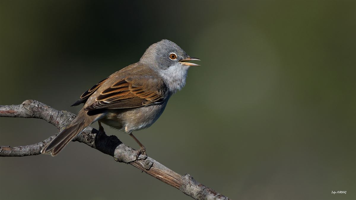 Common Whitethroat