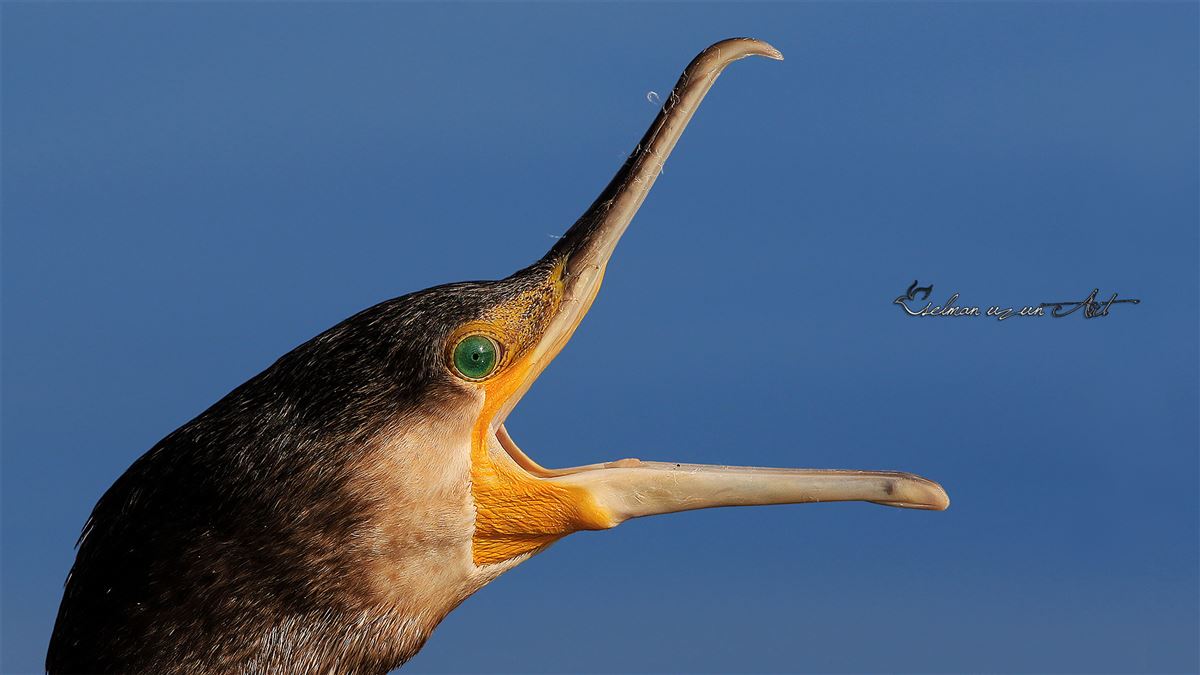 Karabatak