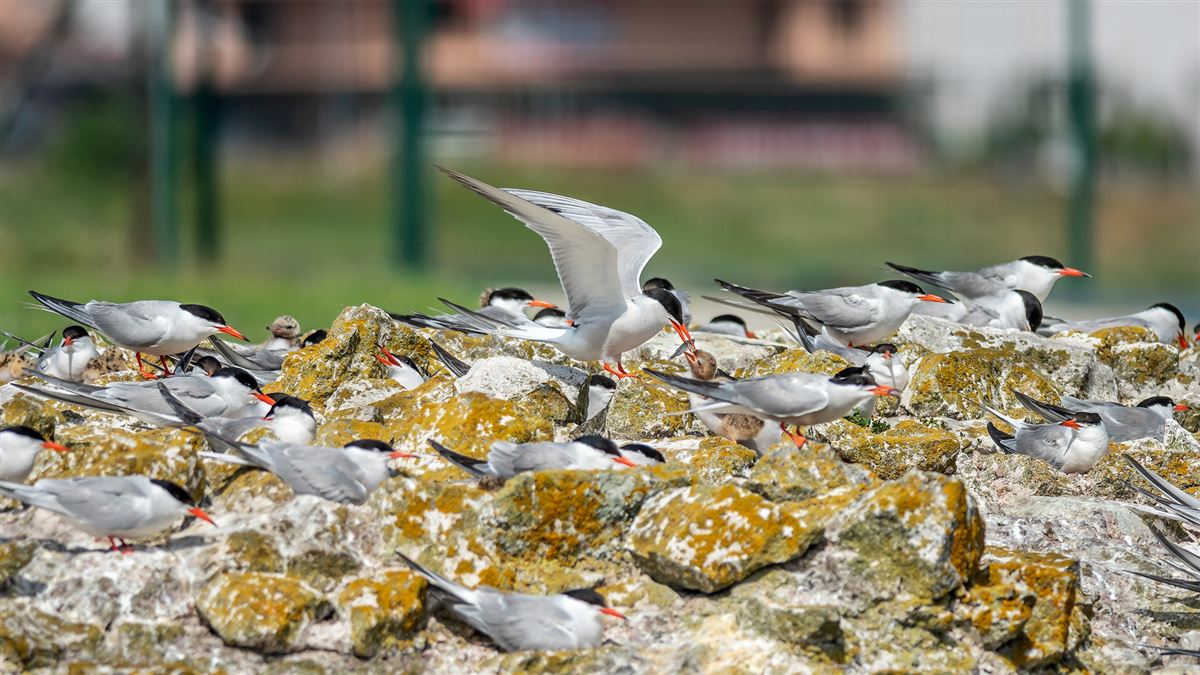 Common Tern