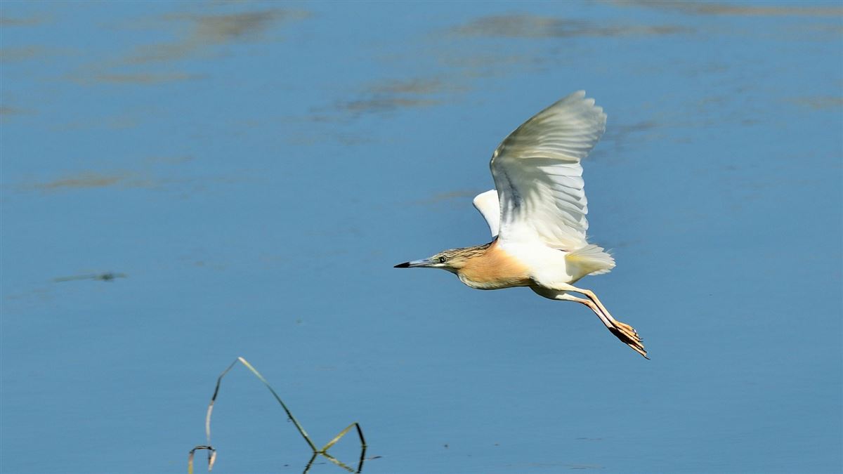 Squacco Heron