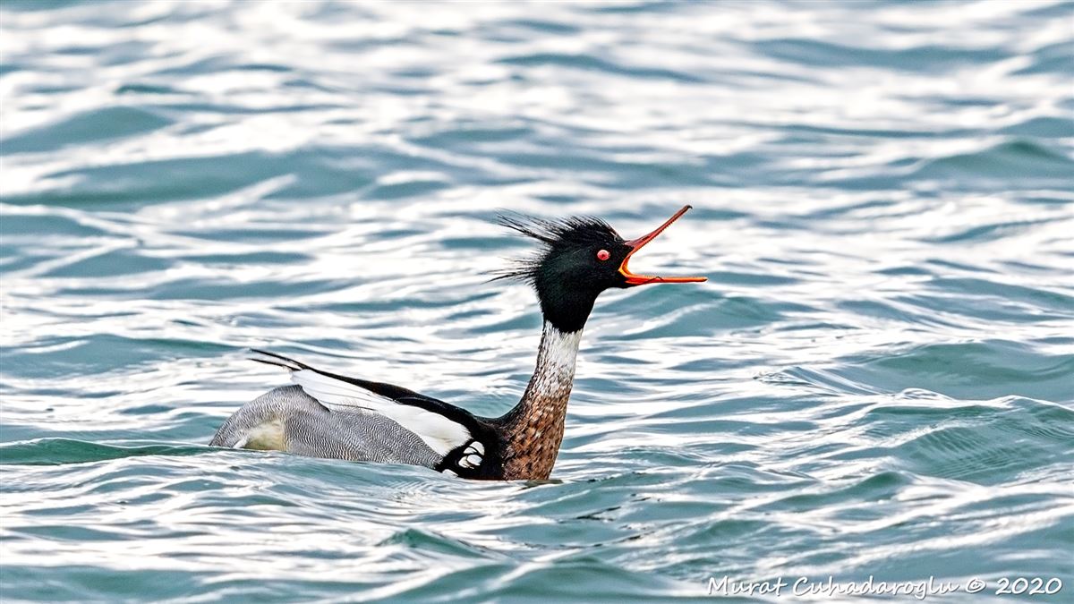 Red-breasted Merganser