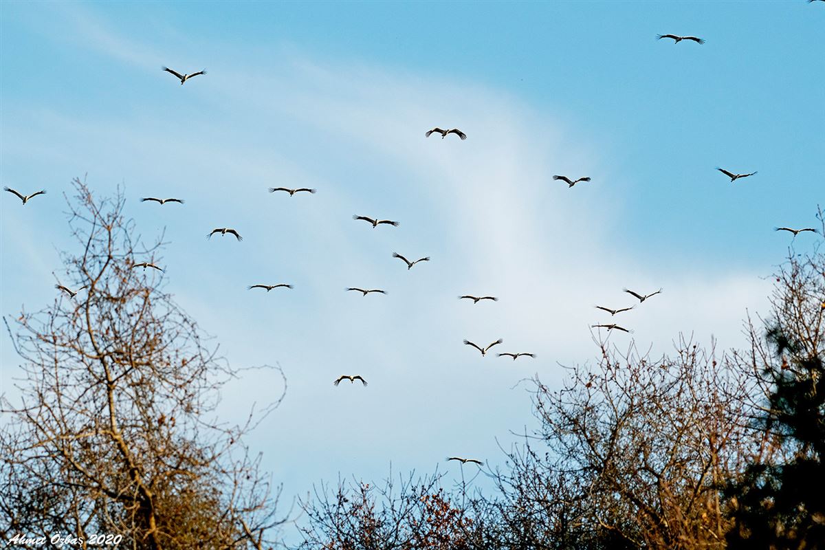 White Stork