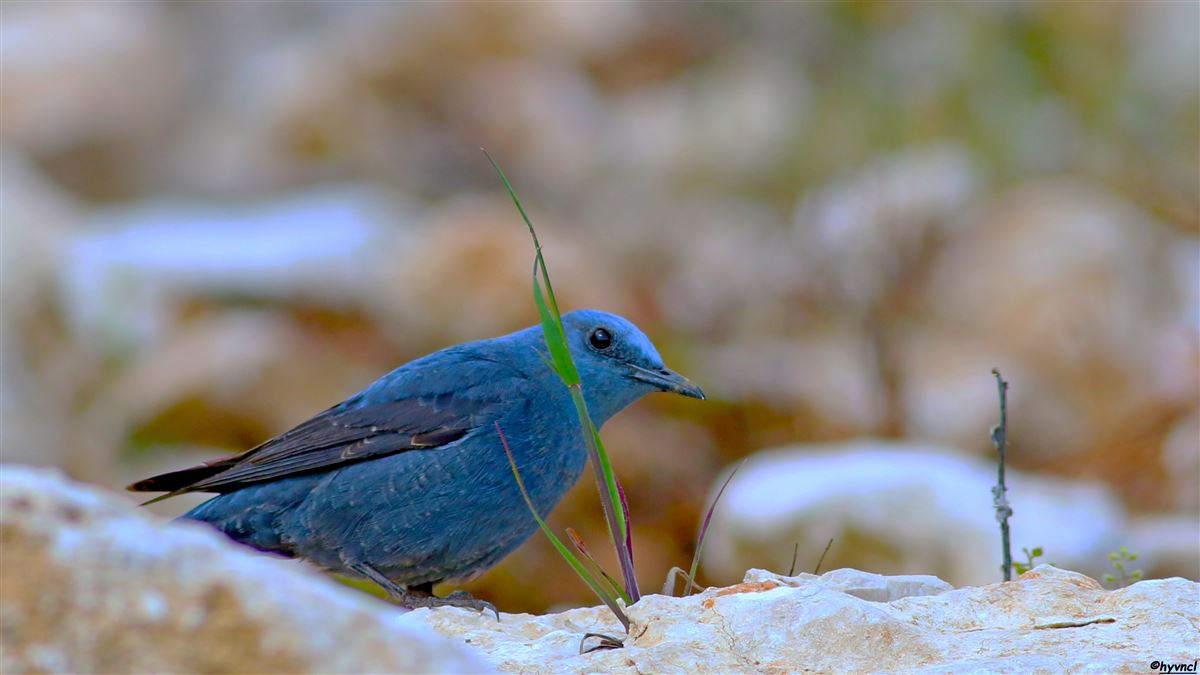Blue Rock Thrush