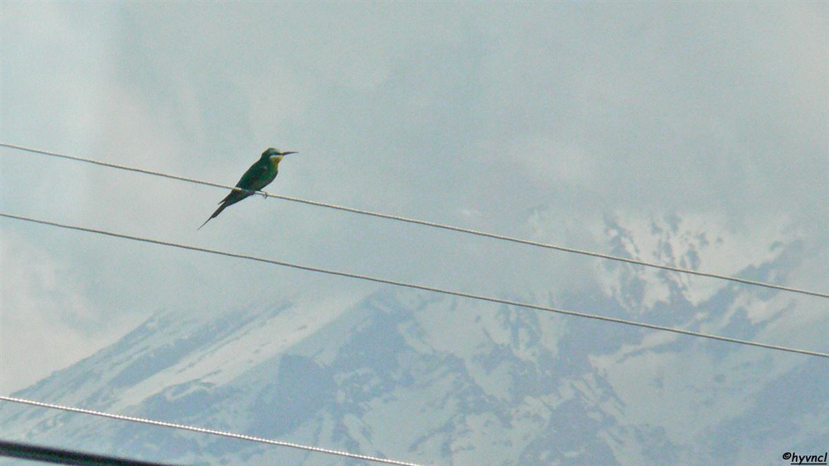 Blue-cheeked Bee-eater