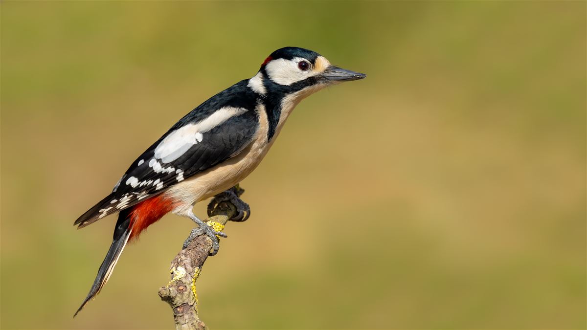 Great Spotted Woodpecker