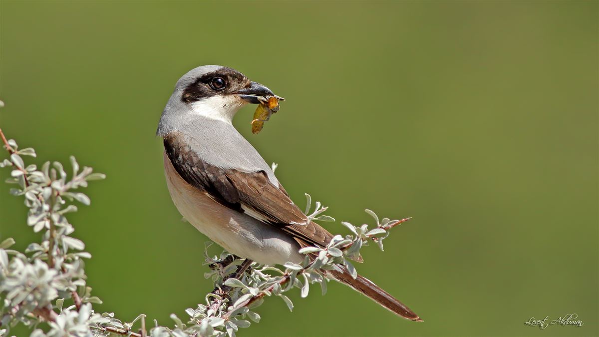 Lesser Grey Shrike