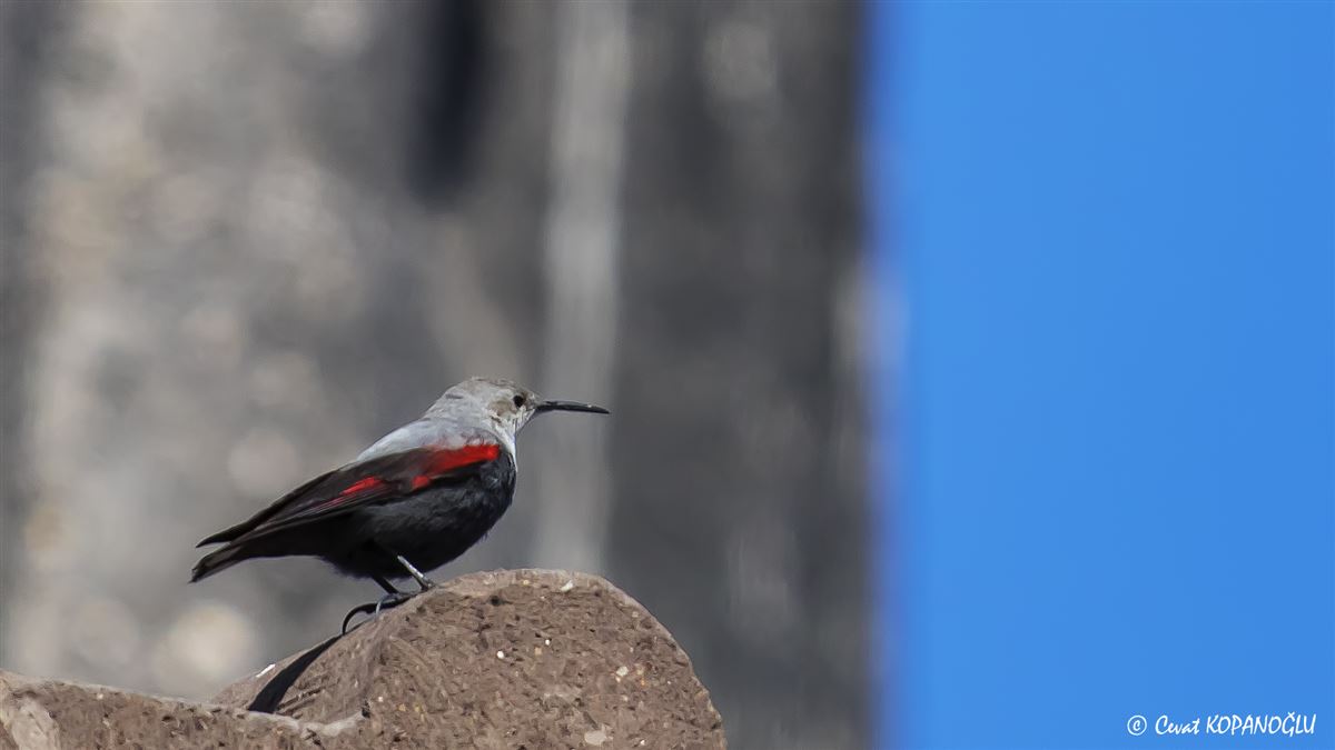 Wallcreeper