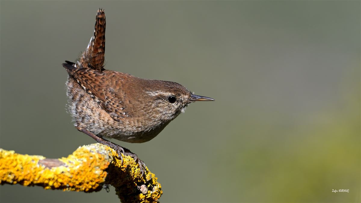 Eurasian Wren