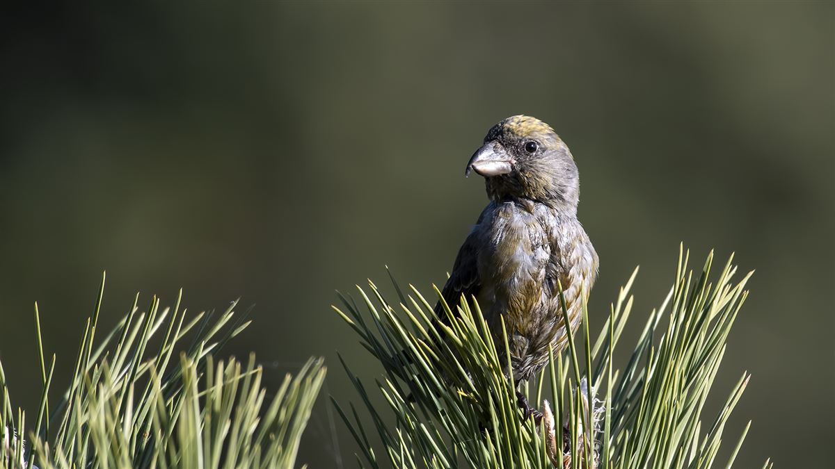 Red Crossbill