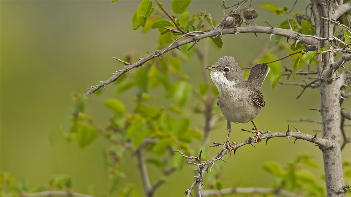Common Whitethroat
