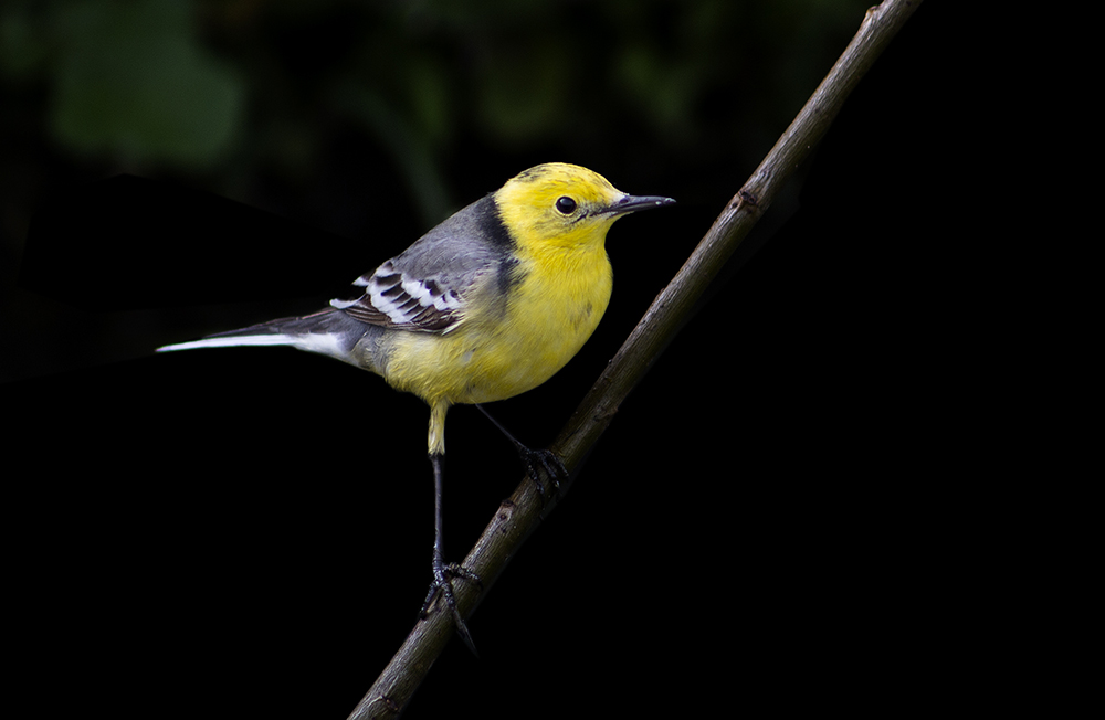 Citrine Wagtail