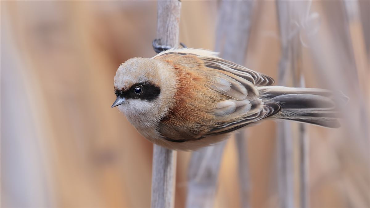 Eurasian Penduline Tit