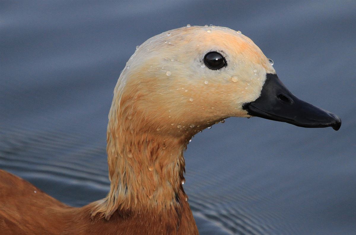 Ruddy Shelduck