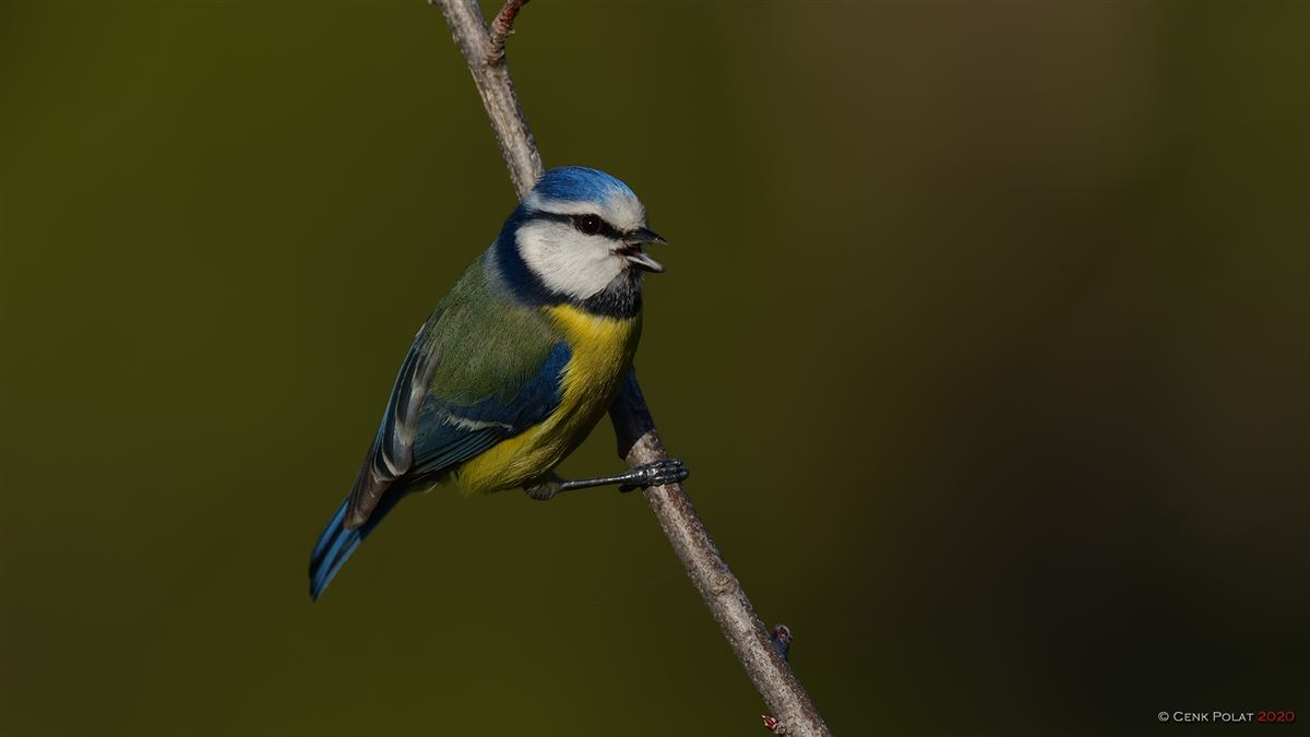 Eurasian Blue Tit