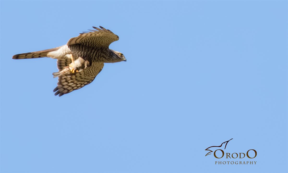 Eurasian Sparrowhawk