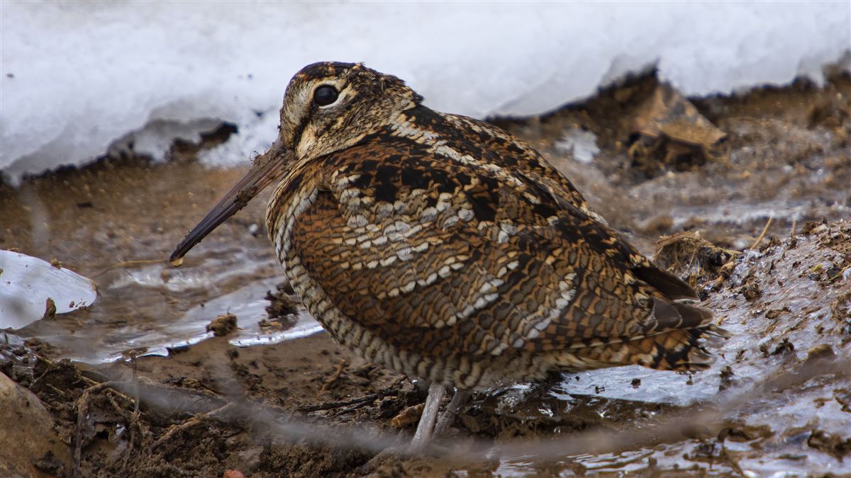 Eurasian Woodcock