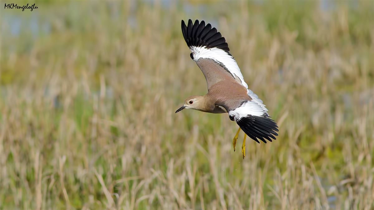 White-tailed Lapwing