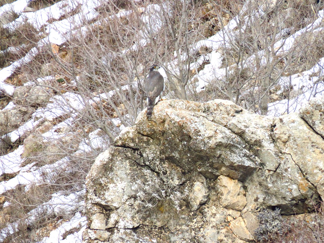 Eurasian Goshawk