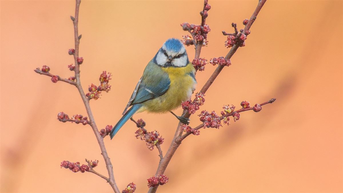 Eurasian Blue Tit