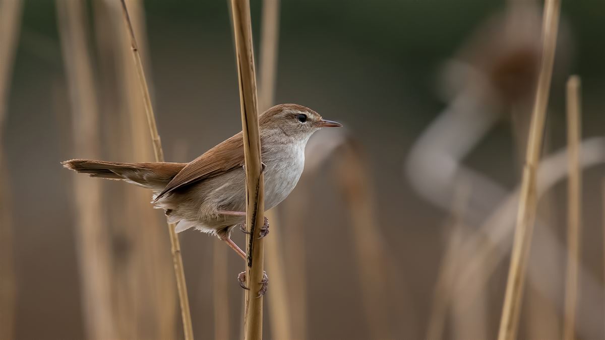 Cetti`s Warbler