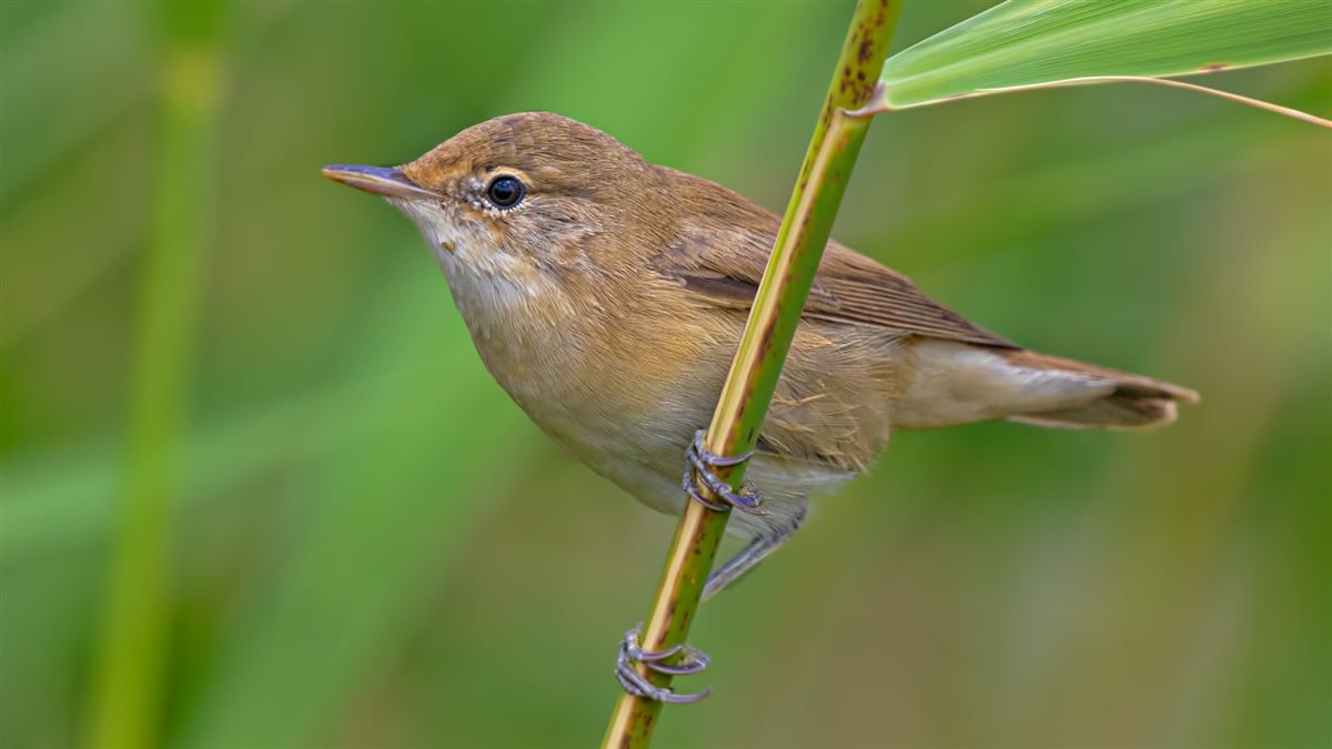 Common Reed Warbler