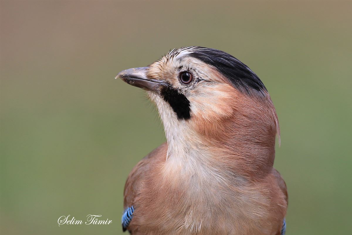 Eurasian Jay