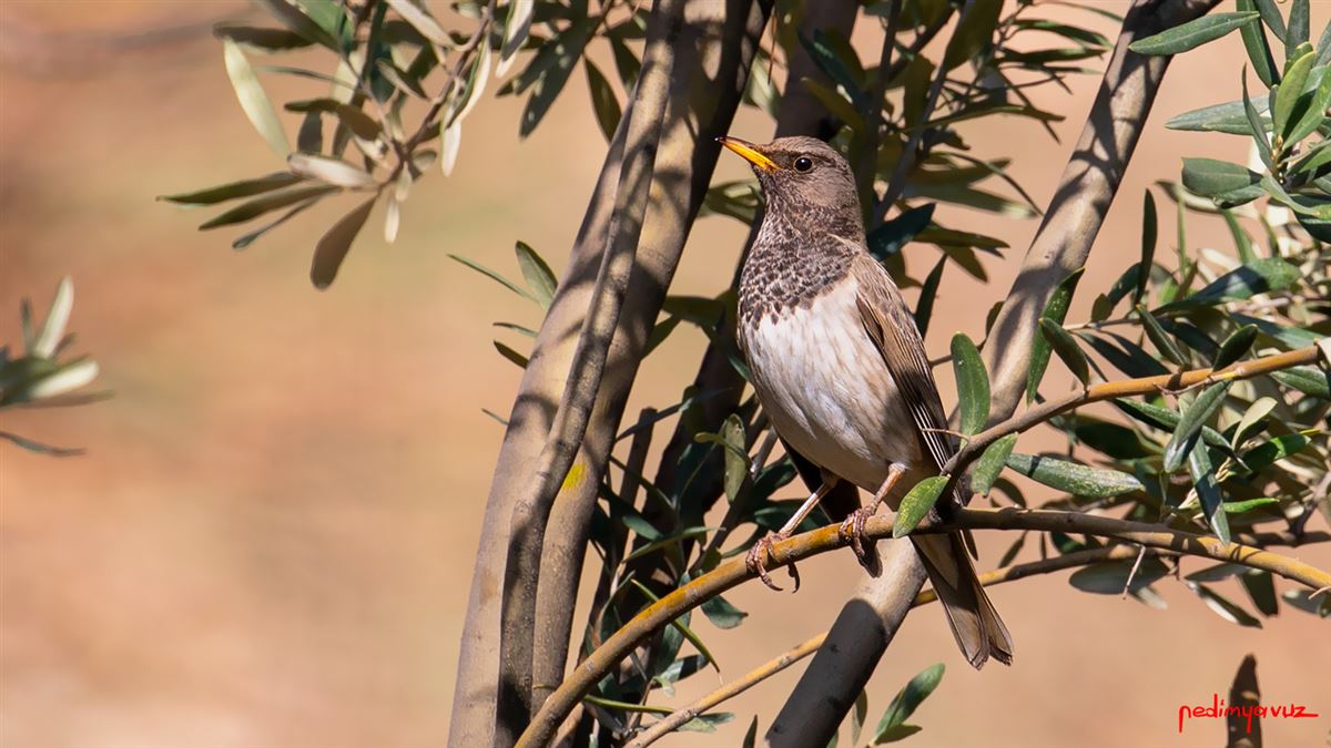 Black-throated Thrush