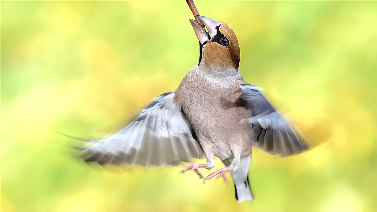 Hawfinch