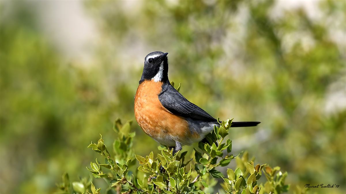 White-throated Robin