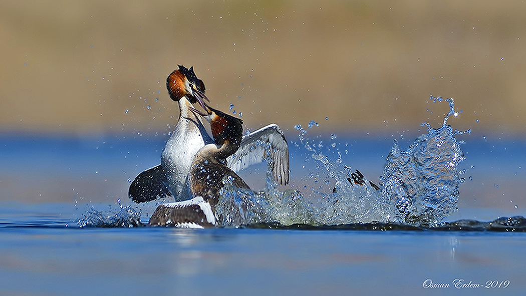 Great Crested Grebe