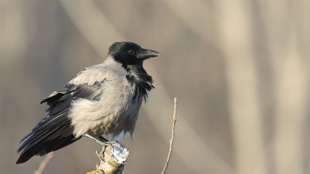 Hooded Crow