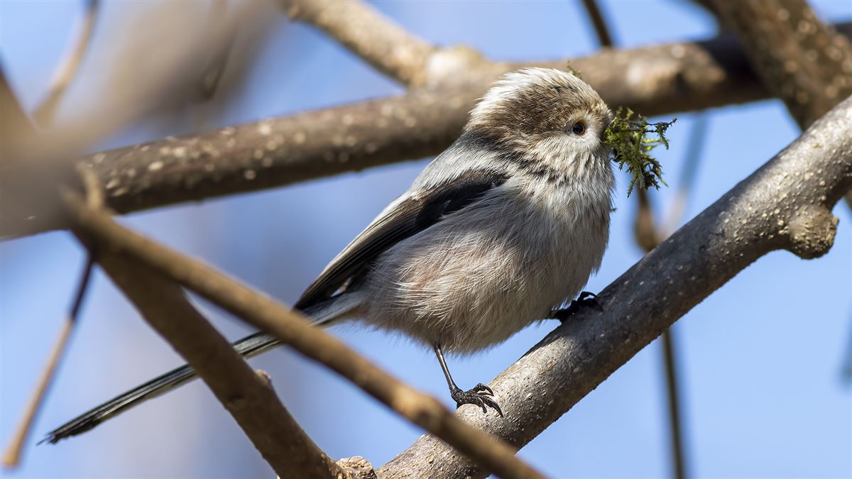 Long-tailed Tit