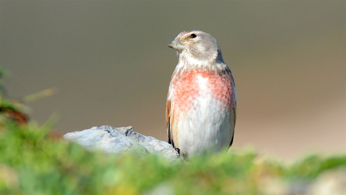 Common Linnet