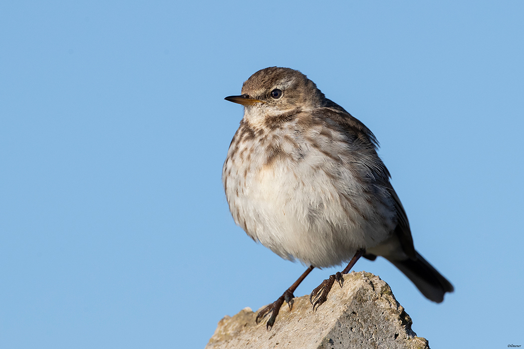 Water Pipit