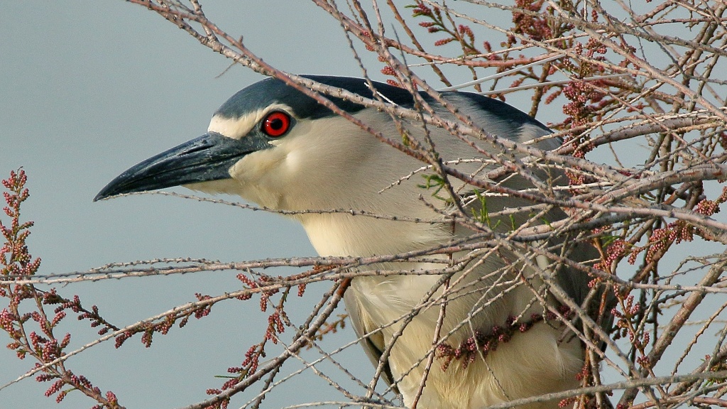 Black-crowned Night Heron
