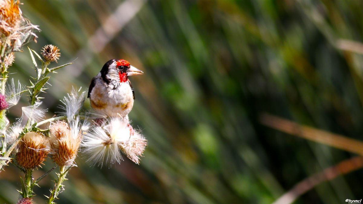 European Goldfinch