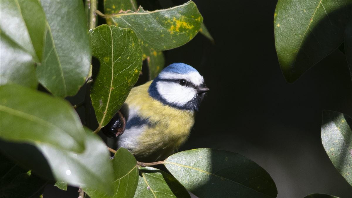 Eurasian Blue Tit