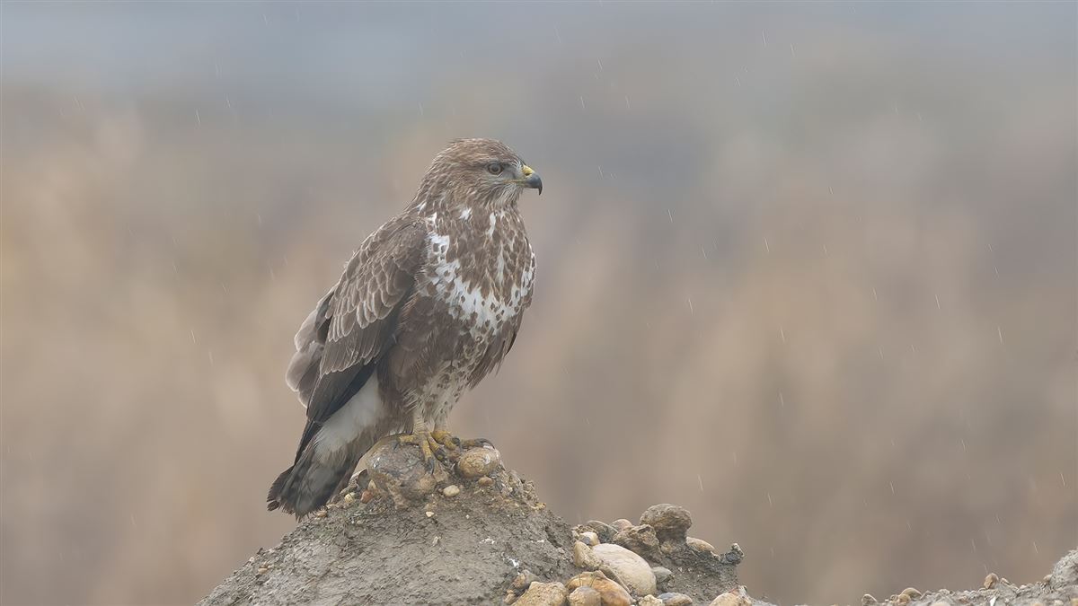 Common Buzzard