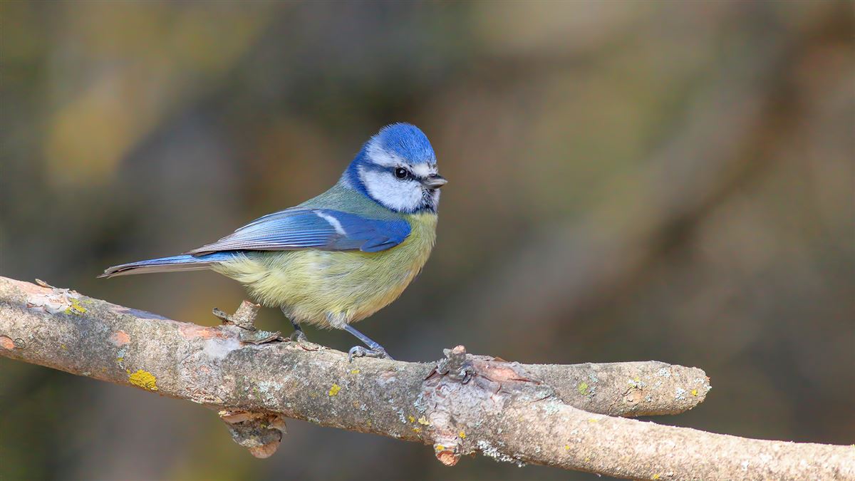 Eurasian Blue Tit
