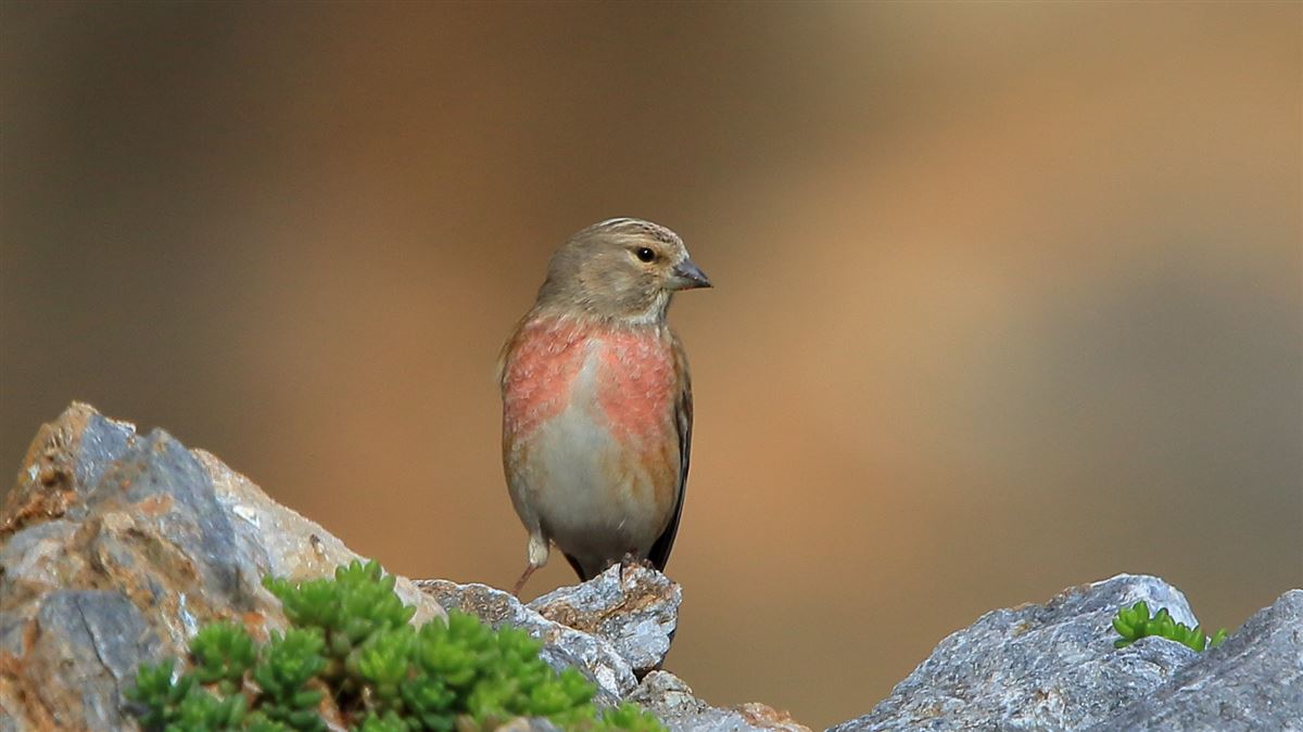 Common Linnet