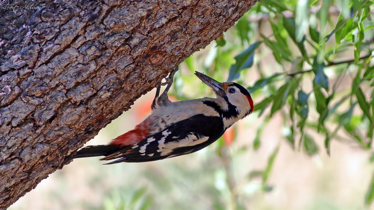 Syrian Woodpecker
