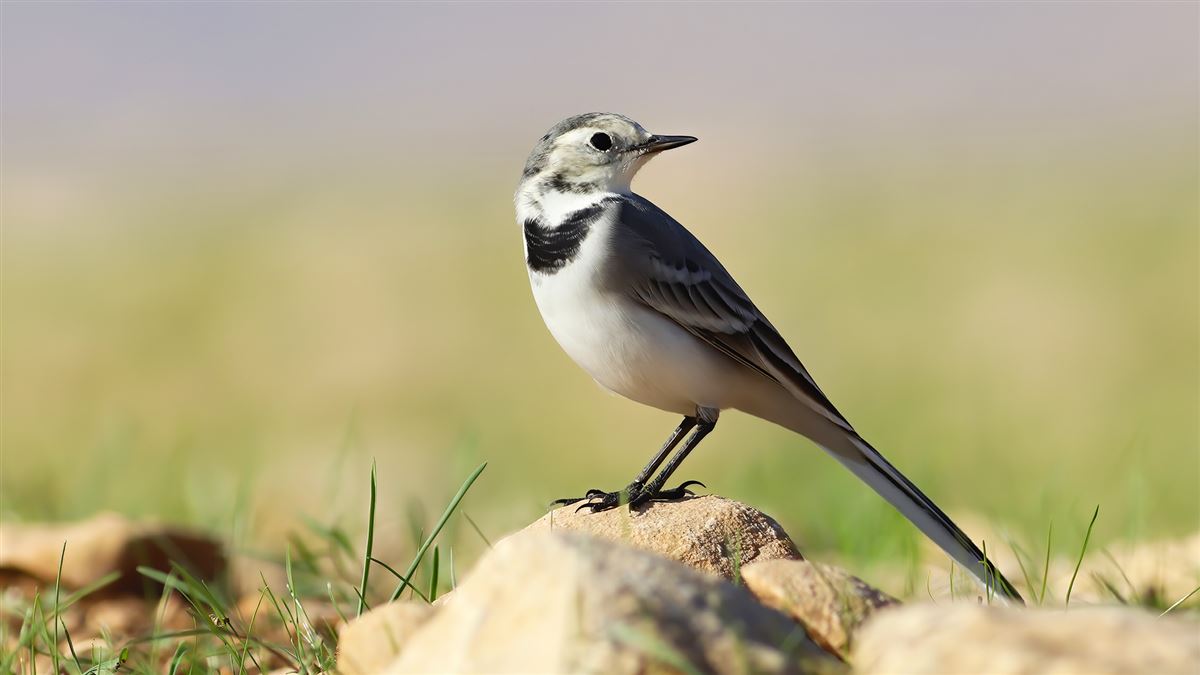 White Wagtail