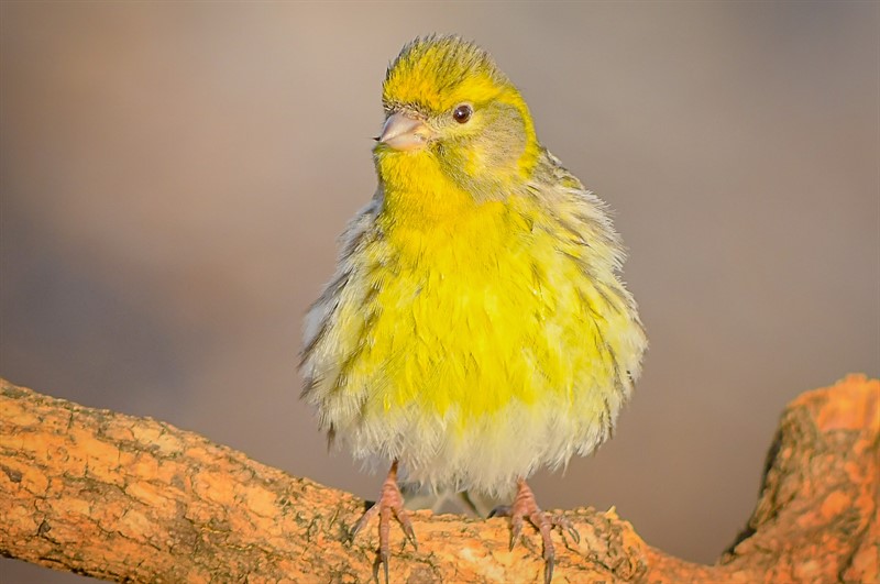 European Serin