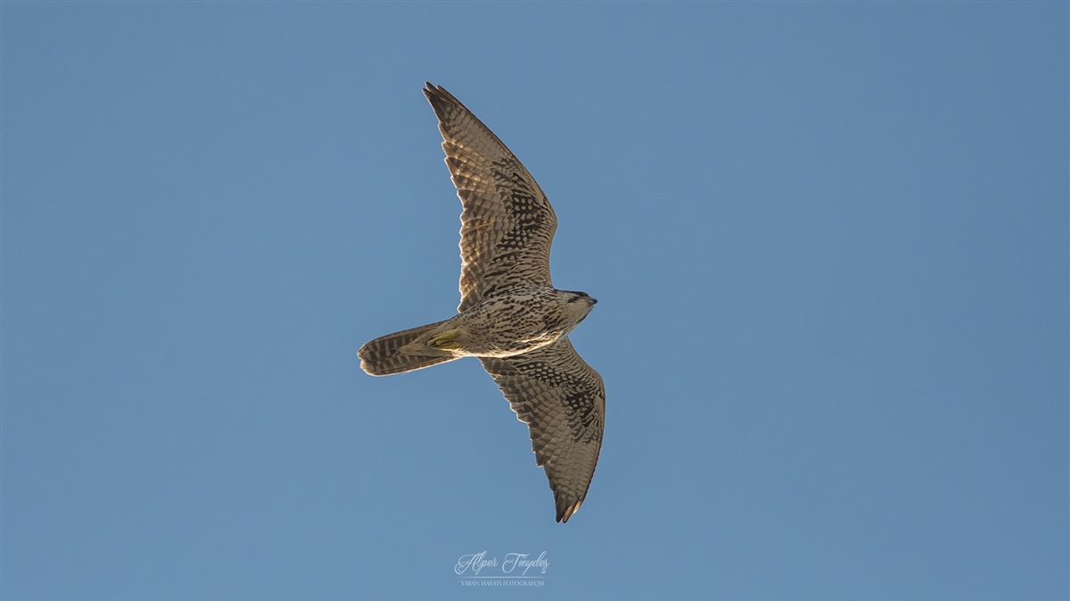 Saker Falcon