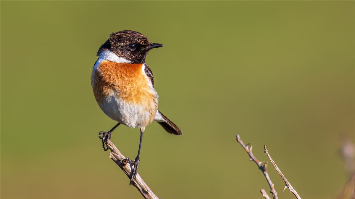 European Stonechat