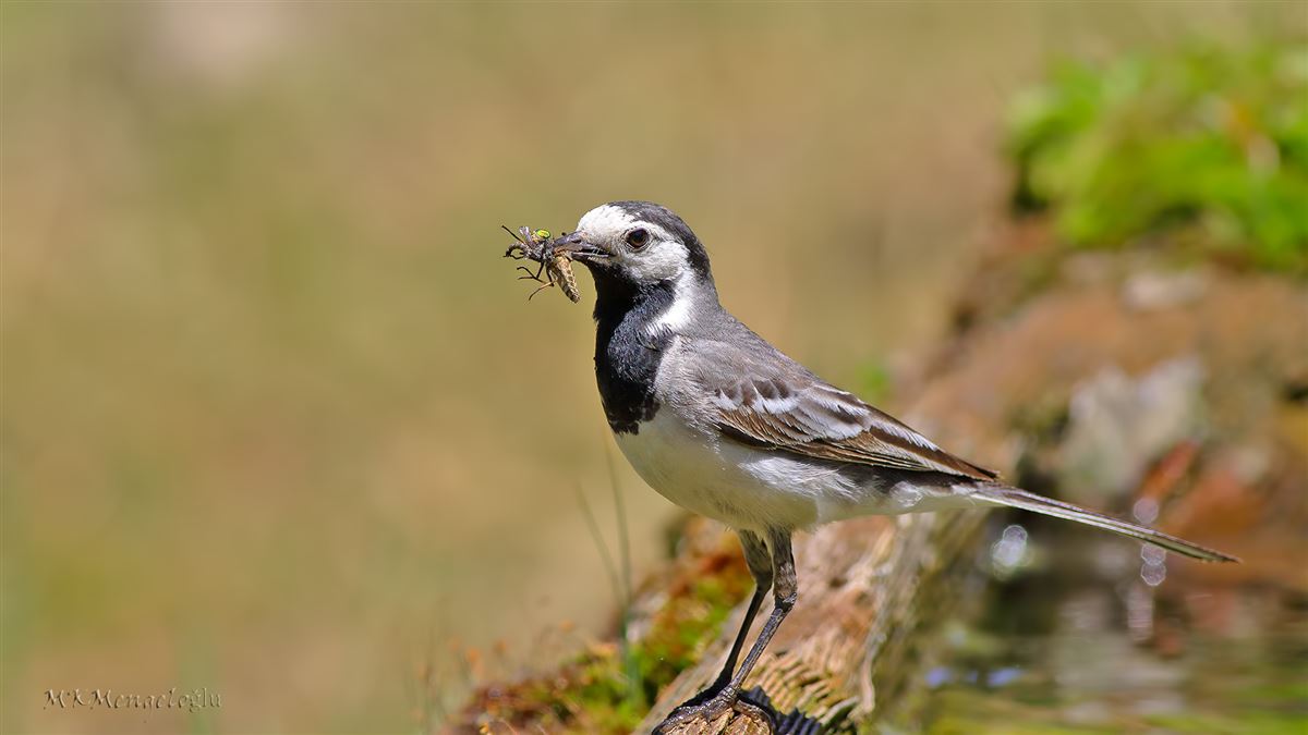 White Wagtail