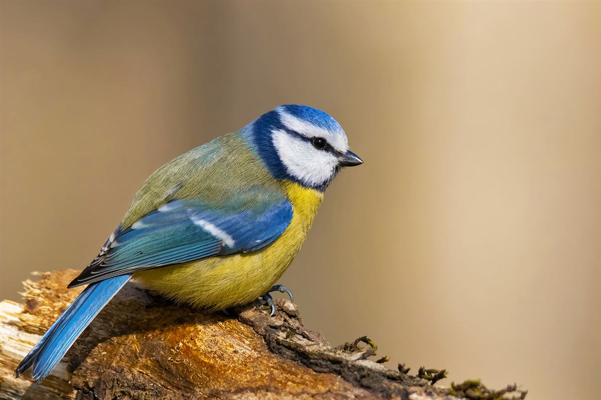 Eurasian Blue Tit