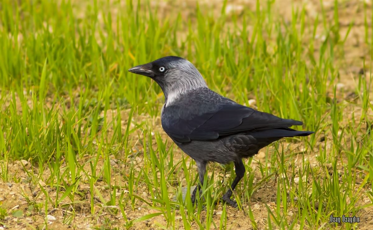 Western Jackdaw