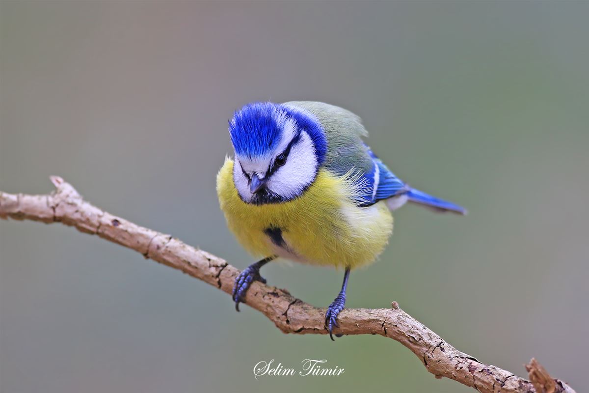 Eurasian Blue Tit