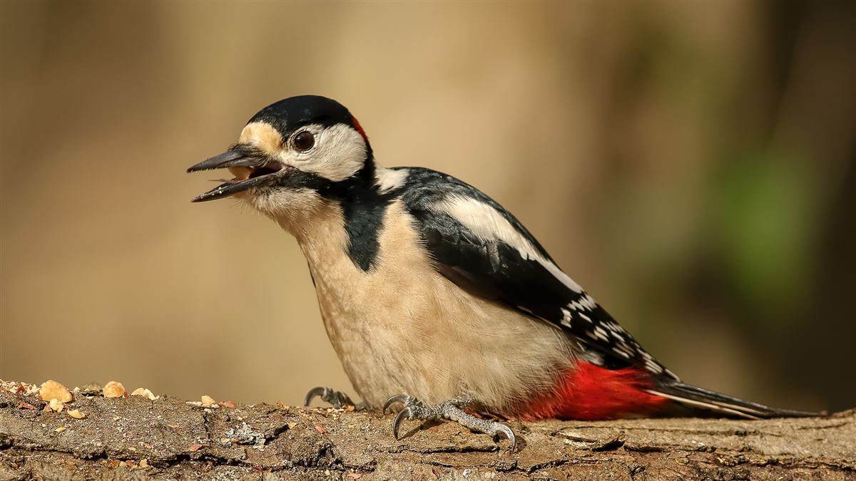 Great Spotted Woodpecker